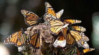 8 hours of Spectacular Monarch Butterfly Migration  HD 1080p  Nature Video NO MUSIC  NO SOUND [upl. by Einwahs]