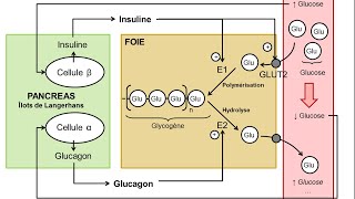 eSVT La régulation de la glycémie par le foie et le pancréas [upl. by Nalla961]