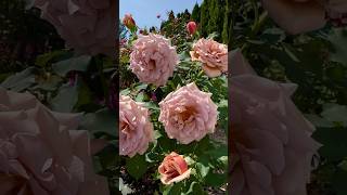 You won’t expect this from a rose plant that is just planted  Koko Loko rose in full bloom [upl. by Jarlen261]