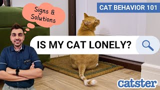 Vet Talks Cats Loneliness and Separation Anxiety [upl. by Nnylirret]