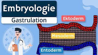 Embryologie  Gastrulation und Keimblätter einfach erklärt [upl. by Eelyak]