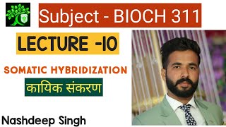 Bioch 311  Somatic hybridization  कायिक संकरण  Biotechnology for bsc Agriculture  nashdeep singh [upl. by Ydnam]