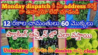 12 రకాల చామంతులు 60 మొక్కలు reviews 👌 unboxing 🌱🌼 feedbacks 🙏👌 colours 🌼 మీ డౌట్స్ అన్ని క్లియర్ 🌱👍🌼 [upl. by Richella]