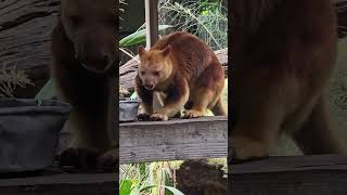 Goodfellows Tree Kangaroo in Sydney Australia oct 2024 canguro [upl. by Eddana]