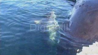 Savage Shark Snatches Bird From Water Surface [upl. by Jedthus]