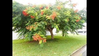 Plant ID Royal Poinciana Delonix regia [upl. by Fitzpatrick630]