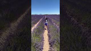 Lavender girl 💜💜💜 flowers vlog shorts [upl. by Aihsenrad]