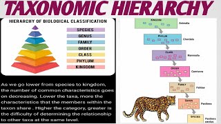 TAXONOMIC HIERARCHY   TAXONOMIC CATEGORY   TAXA   CLASSIFICATION  Education Notes [upl. by Auric]