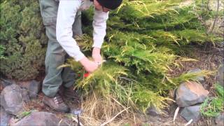 Tip Pruning a Juniper [upl. by Coralie739]