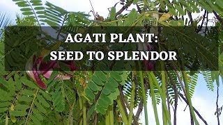 Agati Sesbania Grandiflora  Sesban  SwampPea  Hummingbird Tree  Plant Seed To Splendor [upl. by Lucho]