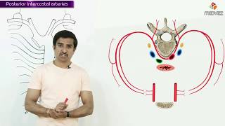 POSTERIOR INTERCOSTAL ARTERY  Gross Anatomy animations [upl. by Lilas848]