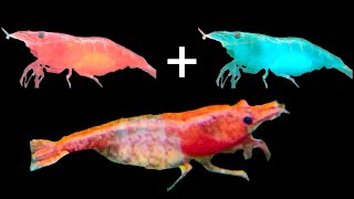 Mixing Shrimp Colors  How to Create Your Own Red Rili Shrimp Line [upl. by Ahtar]