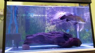 Barramundi amp Mangrove Jack Aquarium [upl. by Vig637]