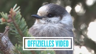 Stimmen der Berge  Wenn ich ein Vöglein wär offizielles Video [upl. by Aligna719]