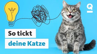 Katzensprache So verstehst du deine Katze besser  Quarks [upl. by Samtsirhc]