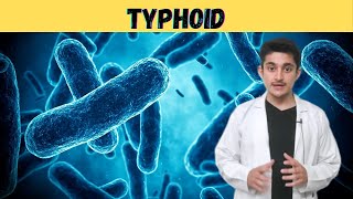 Typhoid fever 3d animation  causes symptoms transmission  typhoid Mary  salmonella bacteria hindi [upl. by Mcspadden]