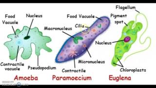 Unicellular Organisms [upl. by Ramoh]