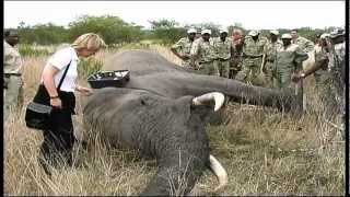 Elephant Capture  South Africa Travel Channel 24 [upl. by Rhetta]