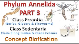 Phylum Annelida part 3 Class Errantia amp Class Sedentaria [upl. by Zerat]