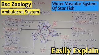 Water Vascular System Of Star Fish  Ambulacral System  Class Bsc Zoology  1st Year [upl. by Hendrika]