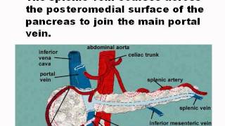 ULTRASOUND PANCREAS ANATOMYwmv [upl. by Ugo]