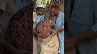 Dry Dates Chuara Making Process  1000 Years Old Dry Dates Making Process [upl. by Rhonda340]