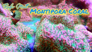 Montipora Coral Care in The SPS Reef Tank [upl. by Aneelak]