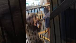 Family Vlog Feeding Spider Monkeys at the Fun Fair shorts2024 [upl. by Nachison]