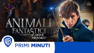 Animali Fantastici e dove trovarli  I Primi minuti [upl. by Buerger]