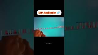 DNA Replication 🧬 four major stagesinitiationunwindingprimersynthesiselongation DNApolymerase [upl. by Norb4]