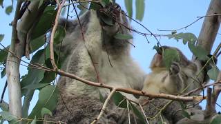 Wild koala mother teaching joey how to eat leaves [upl. by Rosina282]