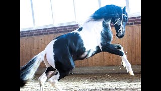 Heino Horses for sale httpswwwblacksterlingfriesianscom questions 4152722112 [upl. by Haridan]