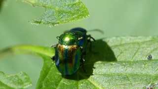 Blattkäfer Chrysolina graminis [upl. by Nita]