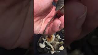 Psilocybe cubensis y panaeolus cyanescens [upl. by Bohs]