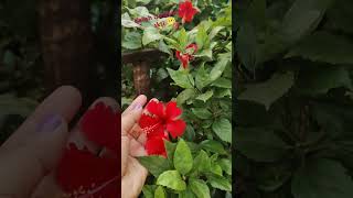 Hibiscus 🌺🌺garden balconygarden flowers [upl. by Maiga]