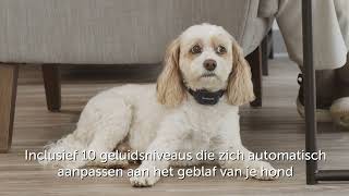 PetSafe® Hoorbare antiblafband [upl. by Saalocin250]