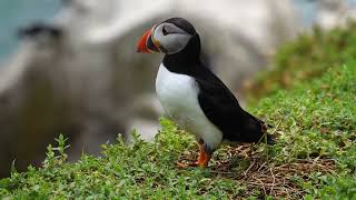 Puffins  Papageitaucher  Saltee Island  Irland [upl. by Pilar613]