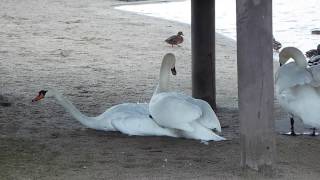 Łabędź niemy Cygnus olor kopulacja [upl. by Maidy940]