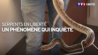 Attention  serpents en liberté [upl. by Ahsert]