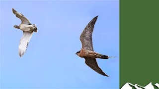 Houbara Bustard Hunting with Falcons [upl. by Olga]