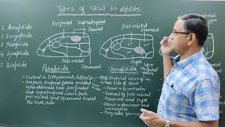 Types of Skull in Reptiles [upl. by Hsan]