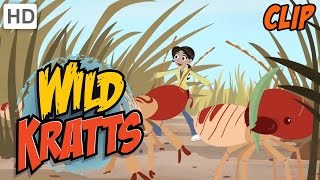 Wild Kratts  Carried Away by Termites [upl. by Onej]