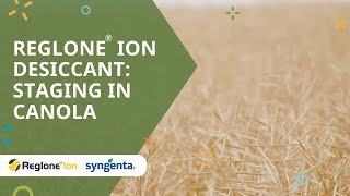 Reglone® Ion desiccant Staging in Canola [upl. by Aneema]