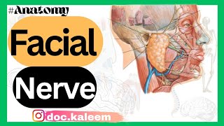 Neurology Facial Nerve  7th cranial nerve anatomyNuclei originCourse distribution branches [upl. by Agnella85]