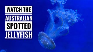 Australian Spotted Jellyfish [upl. by Moht302]