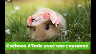 COBAYAS CUYES  La couronne des cobayes Cochon dInde avec couronne [upl. by Amilas]