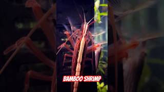 Bamboo Shrimp in 400 Gallon Community Aquarium [upl. by Nothgierc]