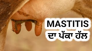 mastitis best treatment on YouTube [upl. by Nirehtac]