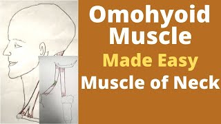 Omohyoid muscle  Infrahyoid muscle  omohyoid muscle origin insertion action  Ansa cervicalis [upl. by Indira]