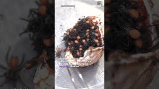 Terrifying footage captures funnelweb spiders hatching from egg sac  shorts yahooaustralia [upl. by Nawyt428]